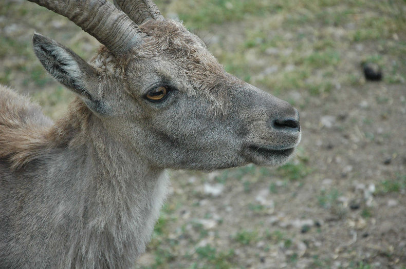 Steinbock im Wildpark Klotten